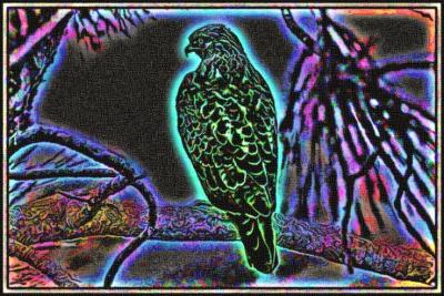 #4 - Red-tail-Hawk