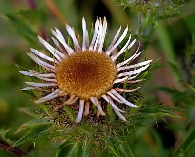 Thistle's flower