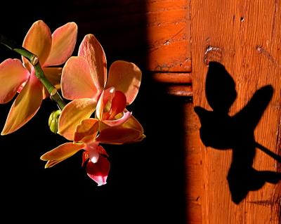 The orchid's shadow