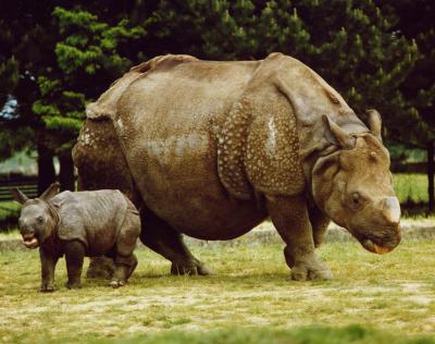 Mother Rhino & Baby