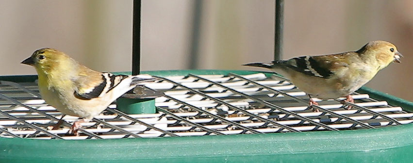 American Goldfinches <I>(Carduelis tristis)</I> (male & female)
