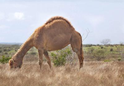 u23/jrn813/medium/12805809.ClydeDromedary.jpg