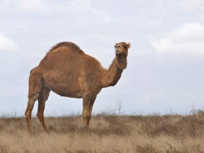 u23/jrn813/medium/12805810.PosingDromedary.jpg