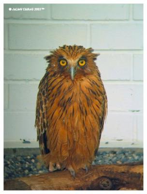Bird Of Prey