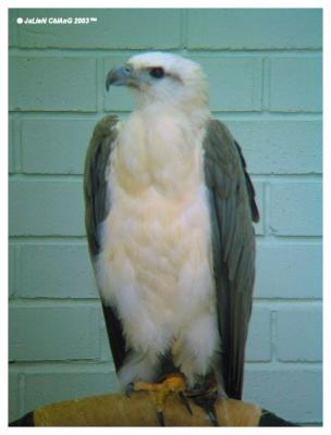 Bird Of Prey
