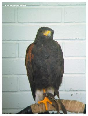 Bird Of Prey
