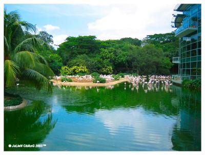 Flamingo Lake