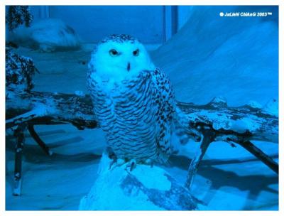 Owl