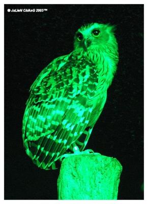 Owl