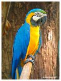 Macaw
