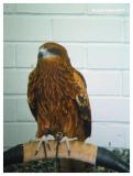Bird Of Prey