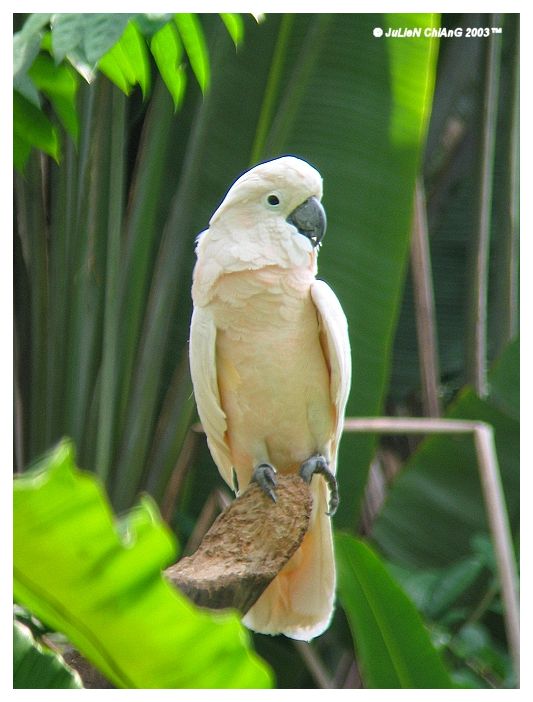 Macaw
