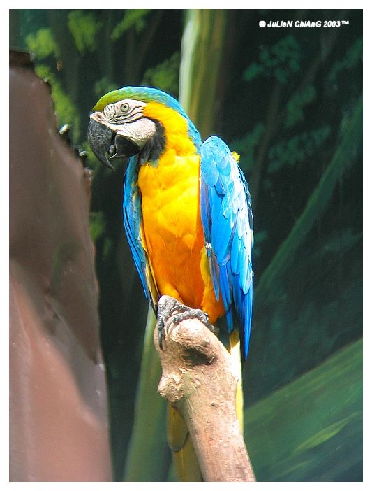 Macaw