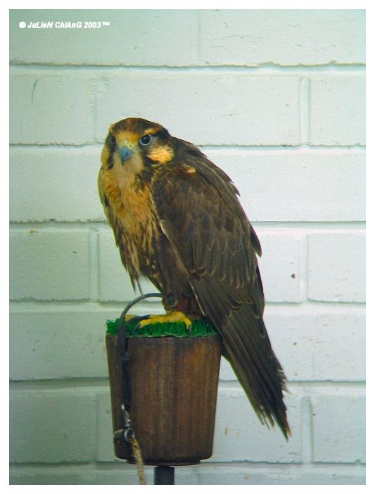 Bird Of Prey