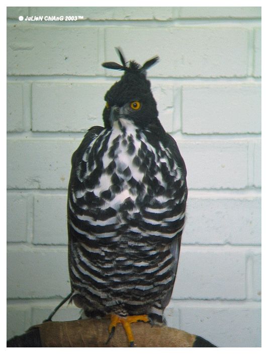 Bird Of Prey