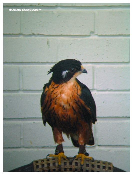 Bird Of Prey