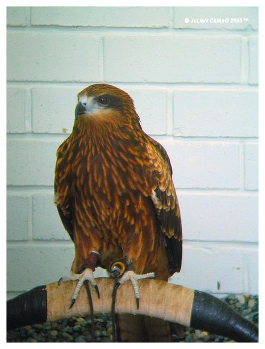 Bird Of Prey
