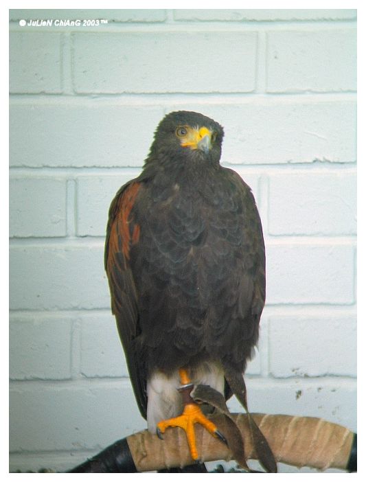 Bird Of Prey
