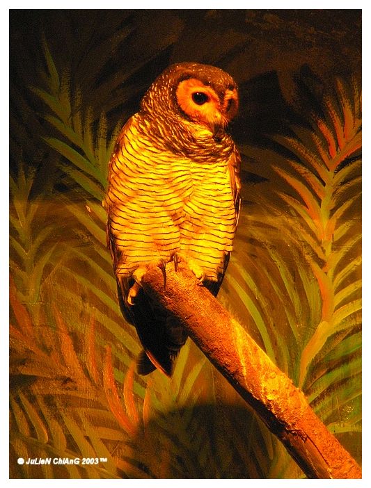 Owl