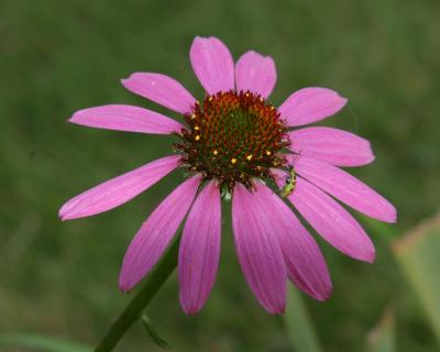coneflower1.jpg