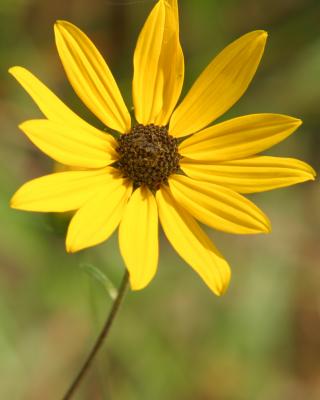 yellowwildflower.jpg