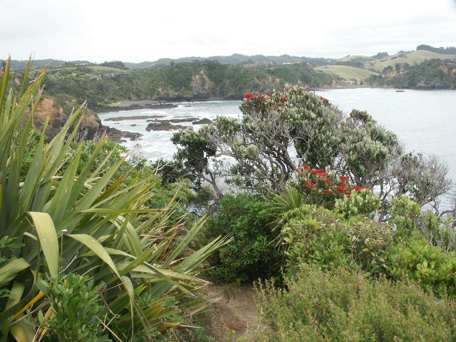 Tutukaka - on route to the lighthouse