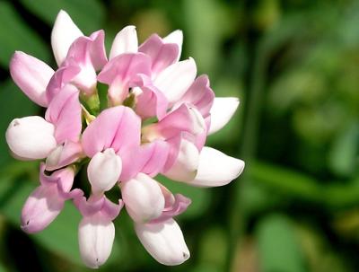 Close up clover