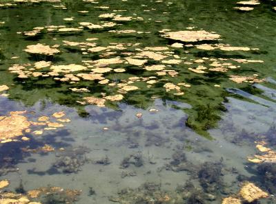 Pond Scum