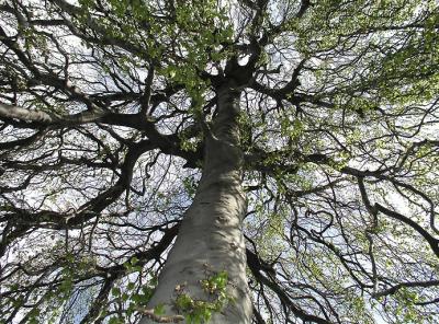 Weeping Beech