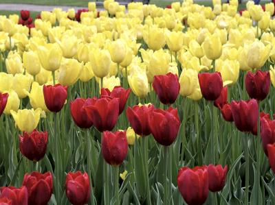 Tulipia