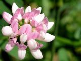 Close up clover