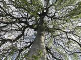 Weeping Beech
