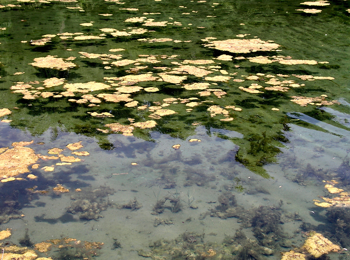 Pond Scum