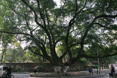 800-year-old Banyan Tree