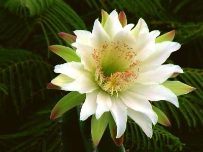 fleur cactus solitaire