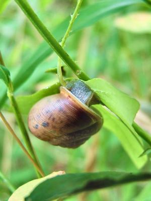 garden snail 641 051