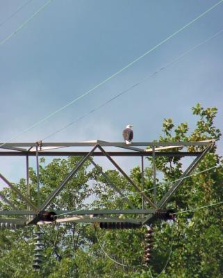 bald eagle