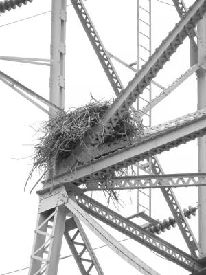 raptor nest