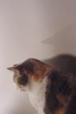 profile of a cat