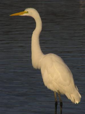great egret malibu 10.jpg
