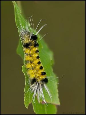 spotted tussock moth caterpillar