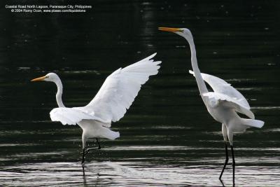 Great Egret 

Scientific name - Egretta alba modesta 

Habitat - Uncommon in a variety of wetlands from coastal marshes to ricefields. 

