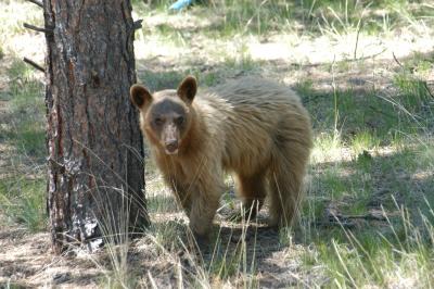Small brown bear. Probably about 2 years old. He was very curious.