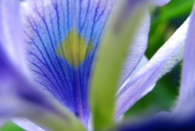 mini iris in Bequia