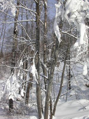 Snow hanging in there...it has to be cold