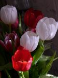 tulips from my sweetie.jpg