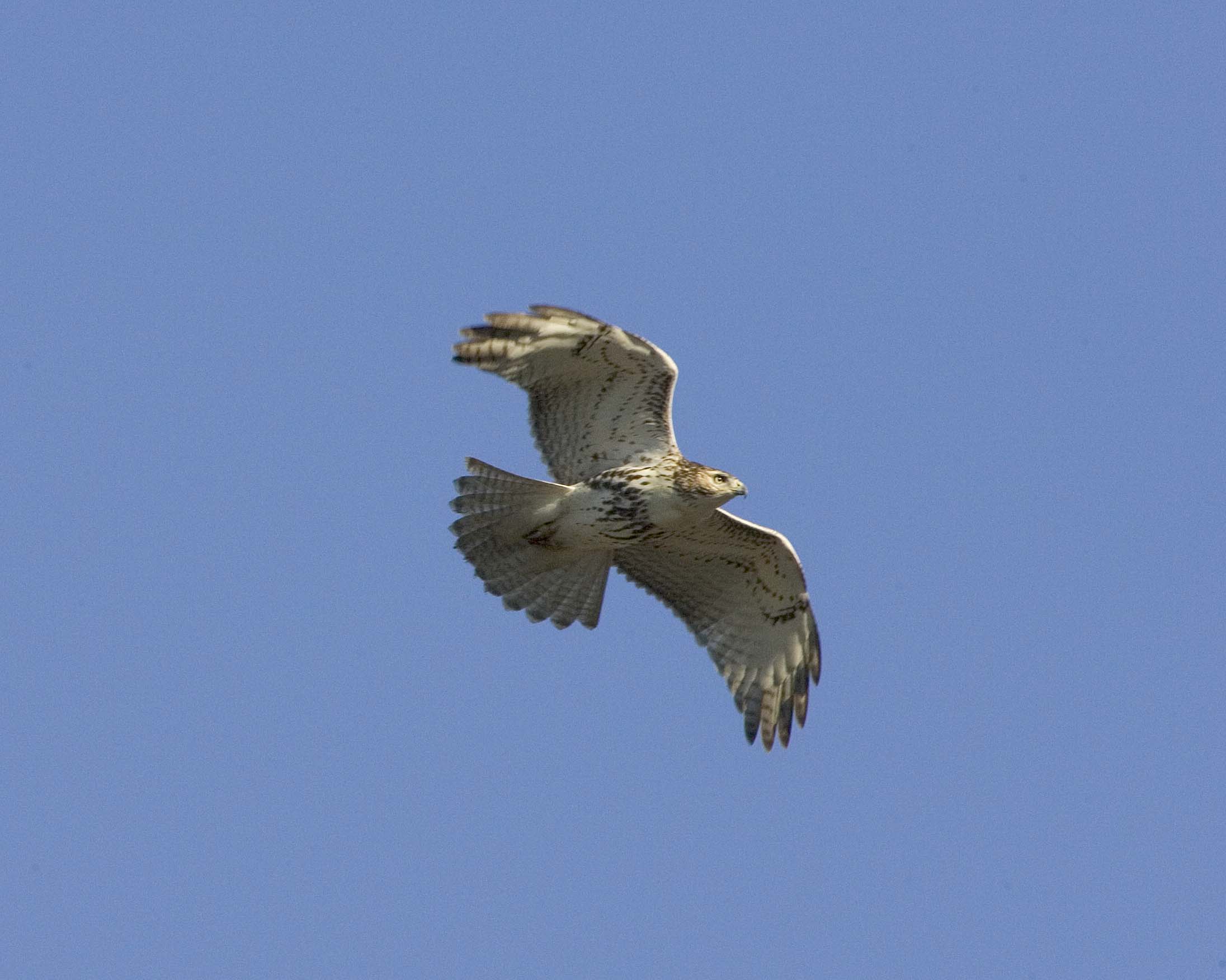 Sharp-shinned Hawk - Flying 1
