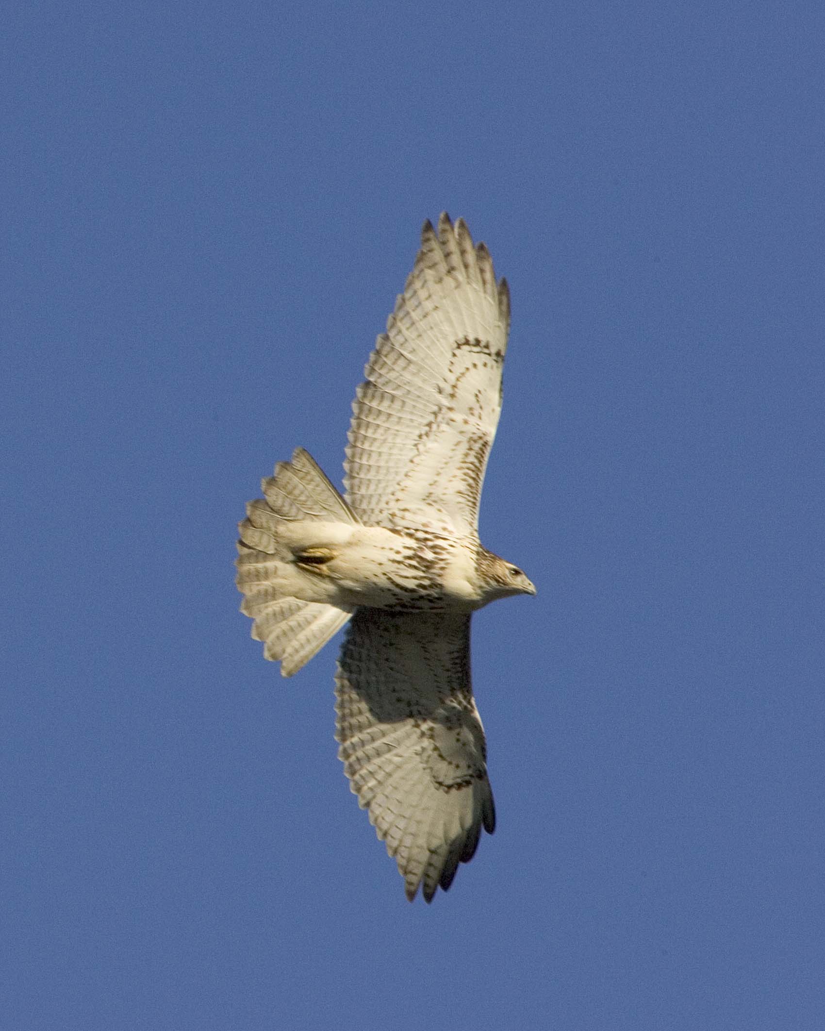 Sharp-shinned Hawk - Flying 2