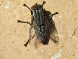 garden fly