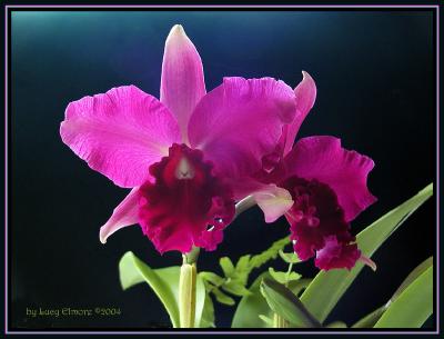 Orchids.Fix.5059